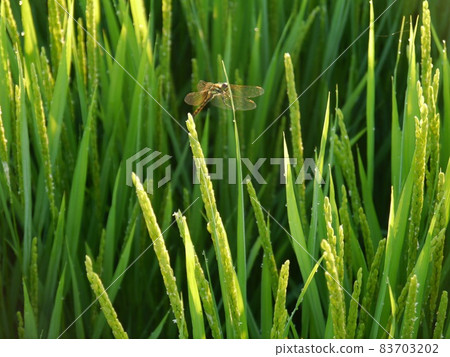 Dragonfly perching on rice ears 83703202