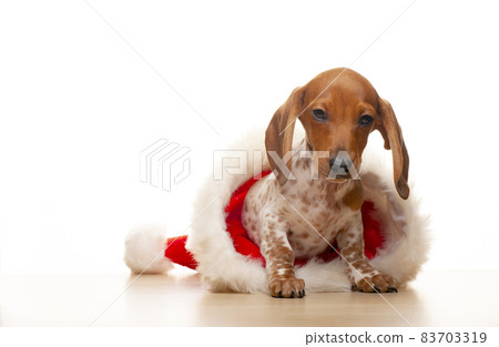 image of dog hat white background image of dog hat white background 83703319