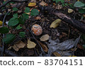 muhomor in the natural environment among the leaves and branches 83704151