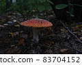 muhomor in the natural environment among the leaves and branches 83704152