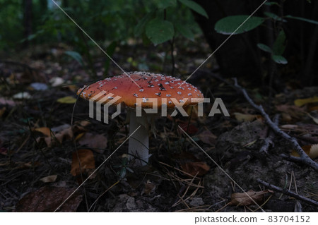 muhomor in the natural environment among the leaves and branches 83704152
