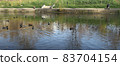 many ducks swim on a smooth lake 83704154
