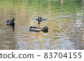 many ducks swim on a smooth lake 83704155
