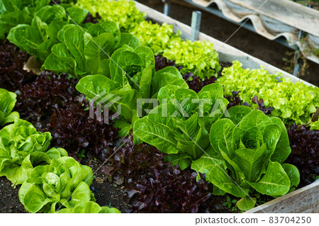 Beautiful organic Butterhead ,Mini Cos, green and red oak lettuce or Salad vegetable garden on the soil growing,Harvesting Agricultural Farming. Beautiful organic Butterhead ,Mini Cos, green and red oak lettuce or Salad vegetable garden on the soil growing,Harvesting Agricultural Farming. 83704250