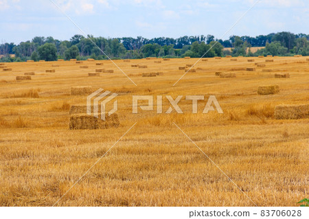 Rectangular straw bales on a field after the grain harvest 83706028
