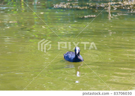 Eurasian coot (Fulica atra) in a lake Eurasian coot (Fulica atra) in a lake 83706030