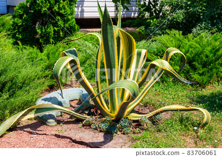 Agave tequilana, commonly called blue agave (agave azul) or tequila agave Agave tequilana, commonly called blue agave (agave azul) or tequila agave 83706061