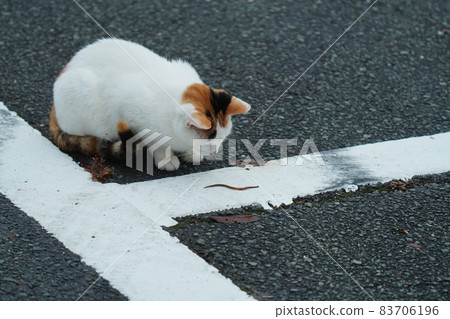 A cute stray kitten plays with an earthworm A cute stray kitten plays with an earthworm 83706196