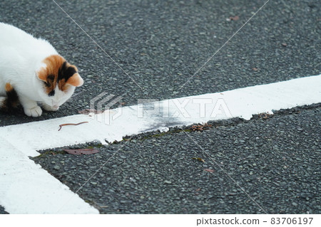 A cute stray kitten plays with an earthworm 83706197