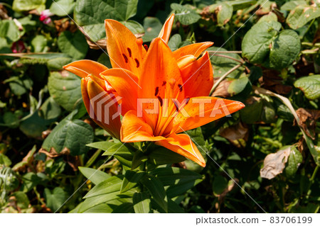 Oriental lily in flower bed in the garden 83706199