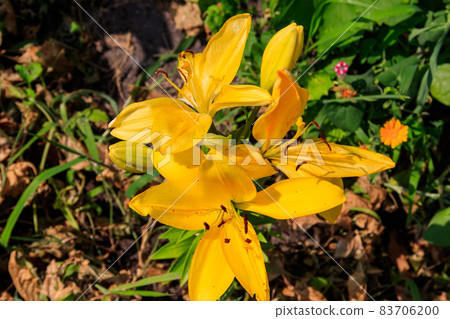 Oriental lily in flower bed in the garden Oriental lily in flower bed in the garden 83706200