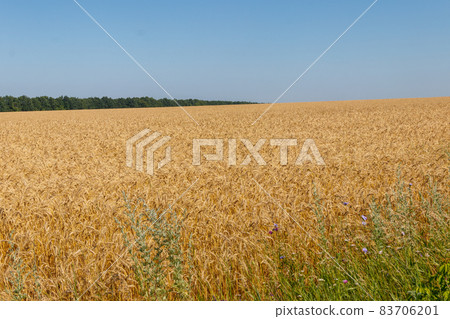 Field of ripe golden wheat Field of ripe golden wheat 83706201