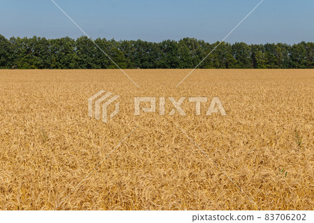 Field of ripe golden wheat Field of ripe golden wheat 83706202
