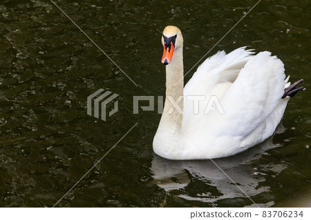 White swan swimming on the lake 83706234