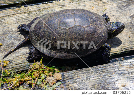European pond turtle (Emys orbicularis) 83706235