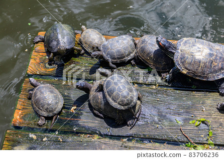 European pond turtle (Emys orbicularis) European pond turtle (Emys orbicularis) 83706236