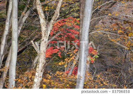 Autumn Agatsuma Gorge Gunma Prefecture Autumn Agatsuma Gorge Gunma Prefecture 83706858