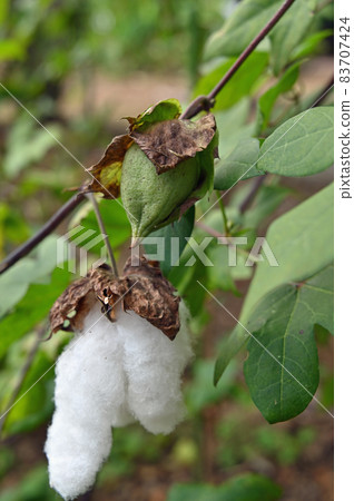 Plant: Cotton mallow Plant: Cotton mallow 83707424