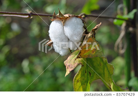 Plant: Cotton mallow Plant: Cotton mallow 83707429