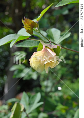 Plant: Cotton mallow 83707434