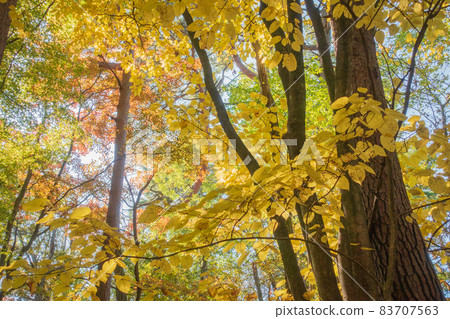 Yellow leaves of Shiomine Onorate [Shiomine Pass] 83707563