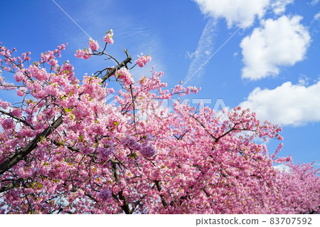 Kawazu cherry blossoms and blue sky in Okazaki city Kawazu cherry blossoms and blue sky in Okazaki city 83707592