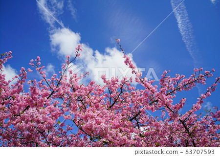 Kawazu cherry blossoms and blue sky in Okazaki city Kawazu cherry blossoms and blue sky in Okazaki city 83707593