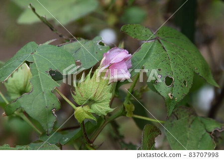 棉花種植/菜園 83707998