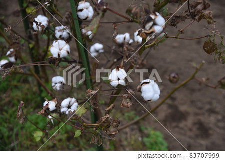 Cotton cultivation / kitchen garden 83707999