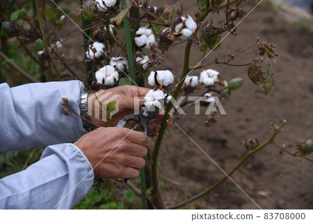 棉花種植/菜園 83708000