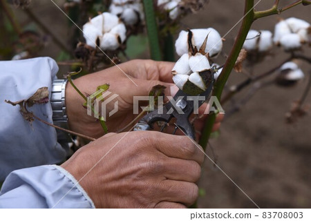 Cotton cultivation / kitchen garden Cotton cultivation / kitchen garden 83708003