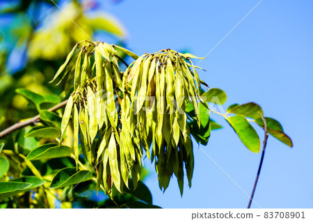 山茱萸的果實 83708901