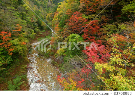 長野縣大町市平高瀨裡 高瀨谷北勝澤的秋葉 長野縣大町市平高瀨裡 高瀨谷北勝澤的秋葉 83708993