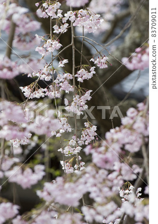 淺色垂枝櫻花 83709011