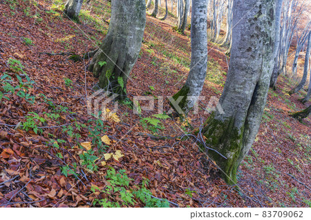 Lake autumn beech forest 83709062