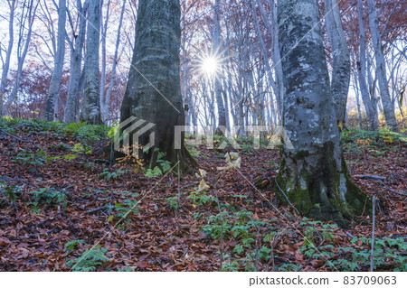 Lake autumn beech forest Lake autumn beech forest 83709063