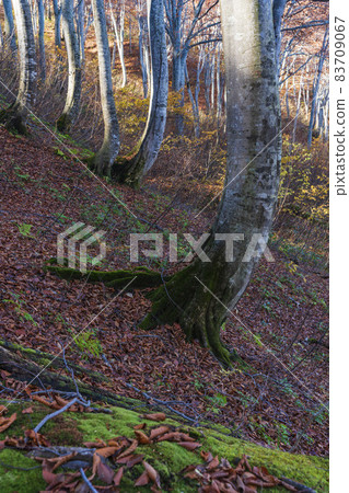 湖秋天山毛櫸森林 湖秋天山毛櫸森林 83709067