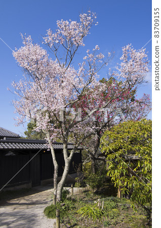 Joint play of cherry blossoms and peach Joint play of cherry blossoms and peach 83709155