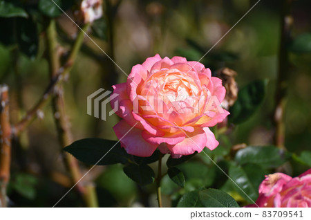 Rose look 83709541