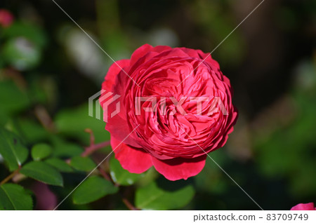 Rose look Rose look 83709749