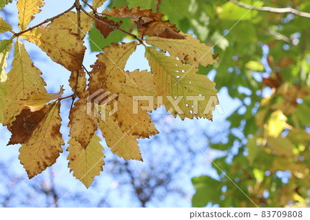 Autumn leaves and sky 83709808