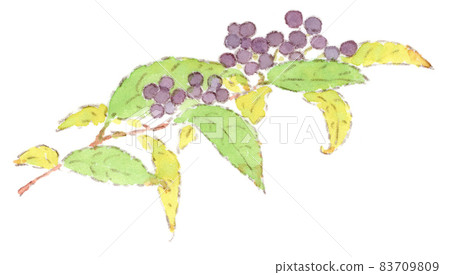 Watercolor illustration of purple fruits and yellow leaves of Murasaki Shikibu Watercolor illustration of purple fruits and yellow leaves of Murasaki Shikibu 83709809