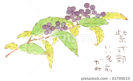 Watercolor illustration of purple fruits and yellow leaves of Murasaki Shikibu Watercolor illustration of purple fruits and yellow leaves of Murasaki Shikibu 83709810