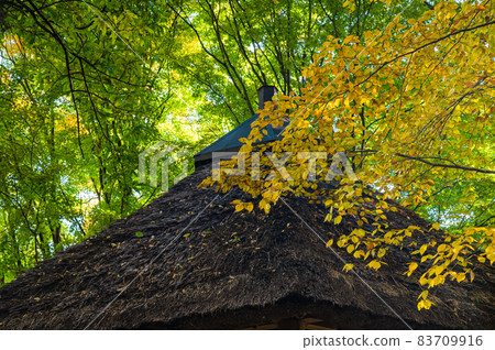 黃色櫸樹葉和茅草屋頂 83709916