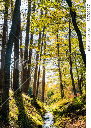 秋天的三寶一游水公園的一條小溪 秋天的三寶一游水公園的一條小溪 83709917