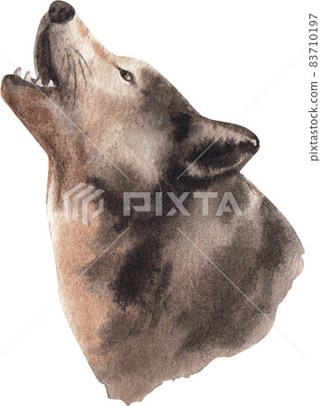 Watercolor grey Wolf isolated on white. Hand drawn realistic illustration 83710197
