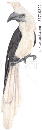 Watercolor Rhinoceros  Horn bill. Hand painted exotic bird isolated watercolor 83710202