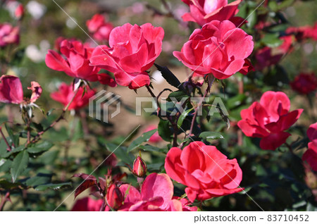 Rose look Rose look 83710452