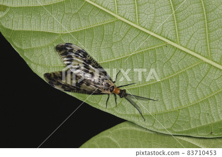 Creatures, insects, Megaloptera, and individuals from Ishigaki Island. The comb-shaped antennae that perch on the leaves along the mountain stream are male Creatures, insects, Megaloptera, and individuals from Ishigaki Island. The comb-shaped antennae that perch on the leaves along the mountain stream are male 83710453