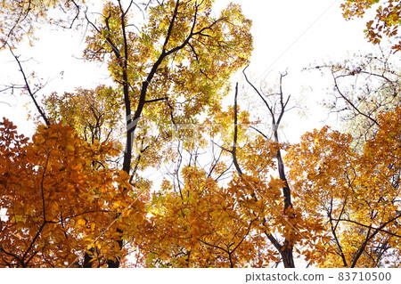 Bukhansan, national park, autumn, maple leaves Bukhansan, national park, autumn, maple leaves 83710500